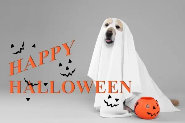 Happy Halloween from Jen Lends Gulf Coast LLC